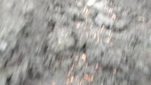 КАК ВЫРАСТИТЬ ЛИПУ ИЗ СЕМЯН, ВЫРАЩИВАНИЕ  ЛИПЫ.КАК РАЗМНОЖИТЬ  ЛИПУ.СЕЕМ СЕМЕНА ЛИПЫ В ЗИМУ.ЧАСТЬ 1