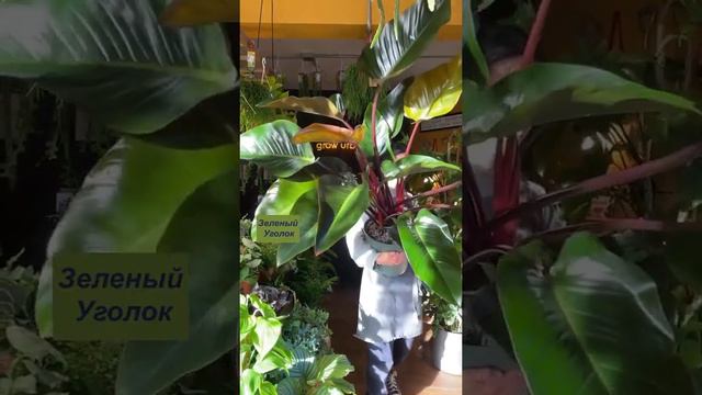 Филодендрон Роджо Конго смотреть онлайн