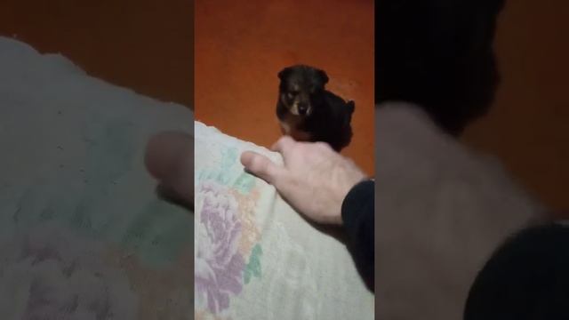 Метис хаски и дворняжки смотреть онлайн