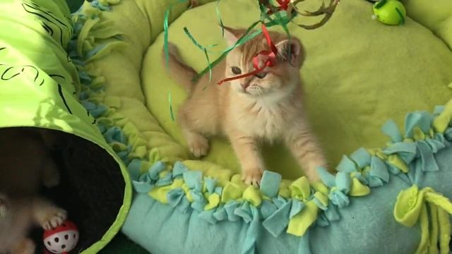 ???КАК УБЕРЕЧЬ КОШЕК ОТ ОПАСНОСТЕЙ???ВАЖНО!!!❤️ЗОЛОТАЯ ШИНШИЛЛА. смотреть онлайн