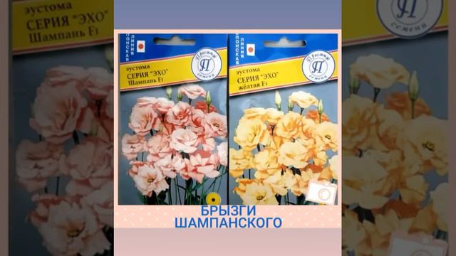 Эустомы = лизиантусы
