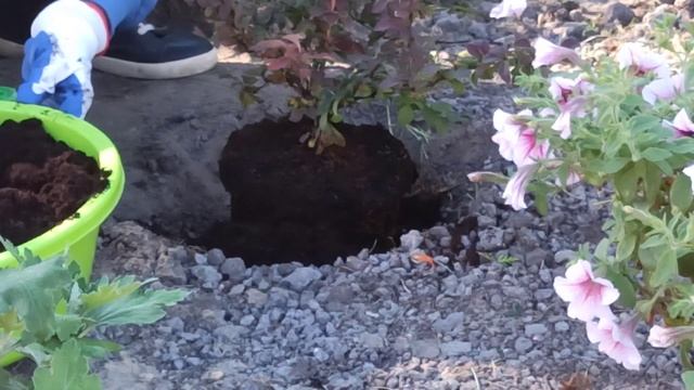 БАРБАРИС ТУНБЕРГА. Как сажать барбарис смотреть онлайн