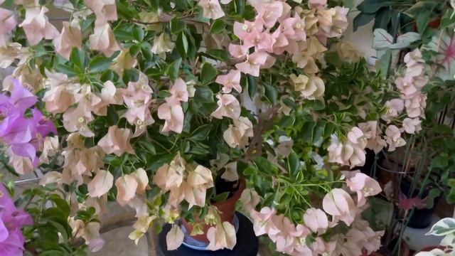 Сорт Бугенвиллии Pink Cluster