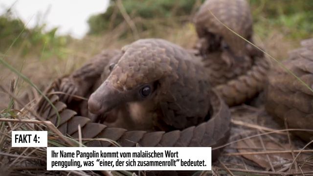 5 Fakten – Darum sind Schuppentiere so einzigartig! смотреть онлайн