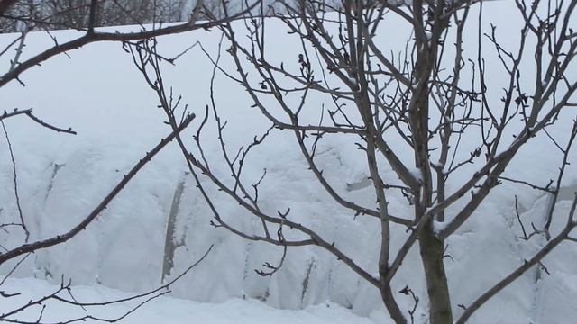 Теплая подстилка в неотапливаемом сарае для кур несушек! смотреть онлайн