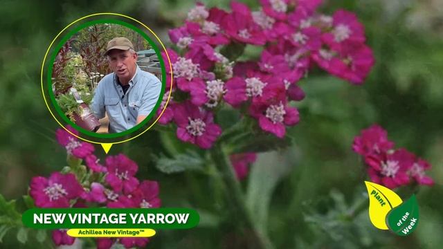 Achillea New Vintage | New Vintage Yarrow Series | Perennial