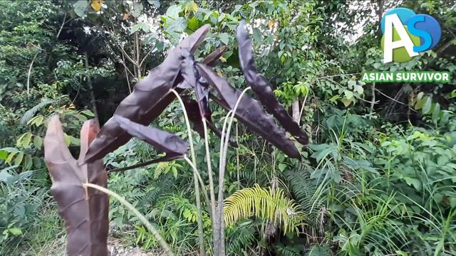 TERNYATA ALOCASIA INI HARGANYA MAHAL LHO! BORNEO ALOCASIA LONGILOBA смотреть онлайн