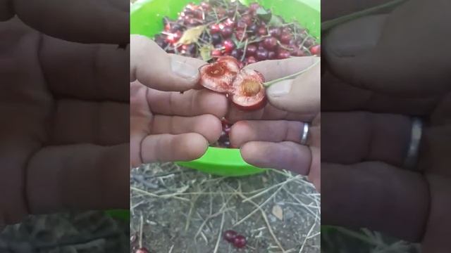 Вишневая муха. Гилос пашшаси ! смотреть онлайн