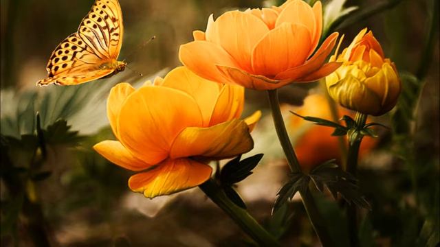 ROMANTIC Music | MUSICA Ambiente B.C. смотреть онлайн