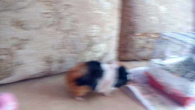 BonnieHomeChannel | Морская свинка веселится смотреть онлайн