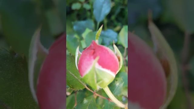 Роза Джубили Селебрейшн ❤ Супер Роза ❣ смотреть онлайн