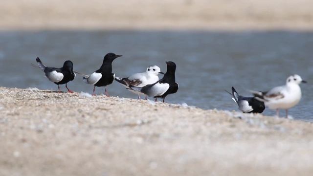 Белокрылые крачки смотреть онлайн