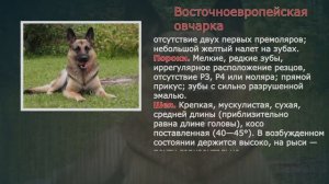 Стандарты пород  Восточноевропейская овчарка