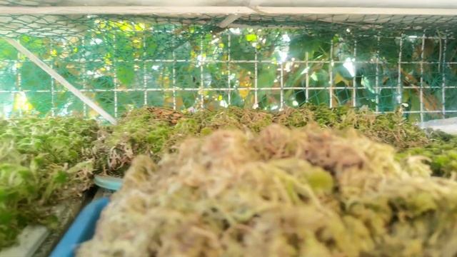 Darlingtonia Californica/Cobra lily Seedling acclimated outdoor смотреть онлайн