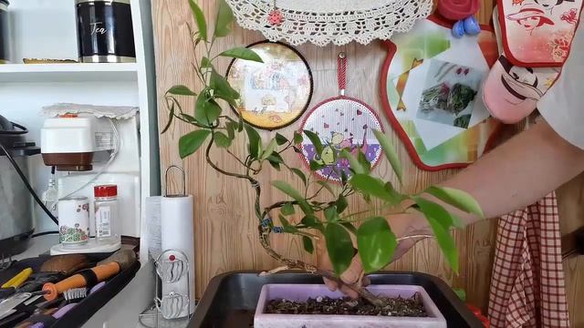 4.Пересадка и формировка бонсай в стиле Дракон часть 4