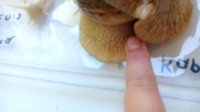 Моя коллекция улиток АРХАХАТИН и АХАТИН смотреть онлайн