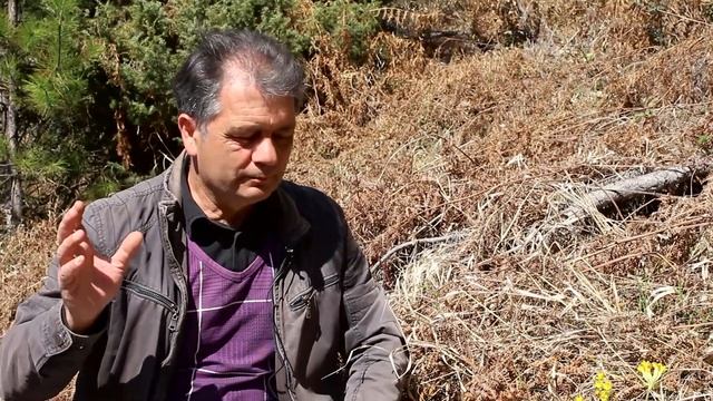 Первоцвет весенний - абсолютный чемпион по содержанию витамина С!!! смотреть онлайн