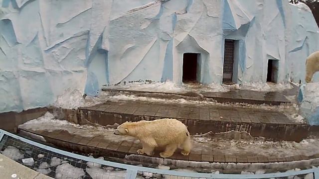 Белые медведи смотреть онлайн