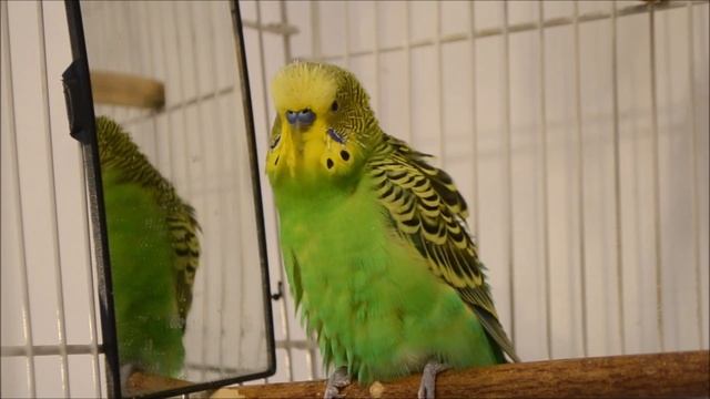 М-р Кеша говорящий попугай болтает без умолку на попугаичье-человечьем языке!) Ч.5 Mr. Kesha's talk смотреть онлайн