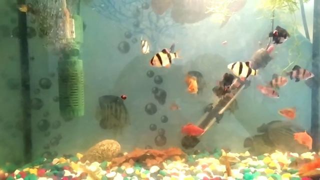 Барбусы ,меченосцы и гуппи в одном аквариуме. смотреть онлайн