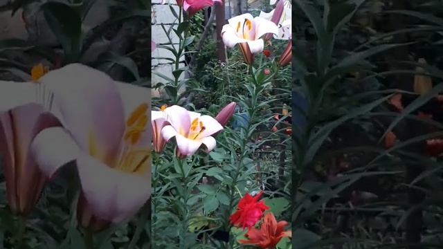 Лилия pink planet смотреть онлайн