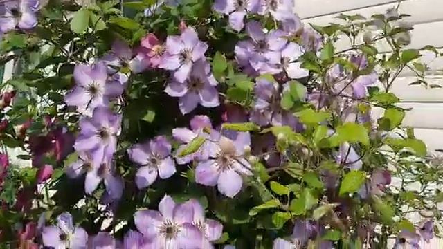 Клематис Монинг Скай 16.07.2020 г. Татарстан смотреть онлайн