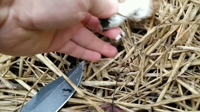 GROWING ALMOND AGARICUS, Agaricus Blazei, Outdoor Bed Update смотреть онлайн
