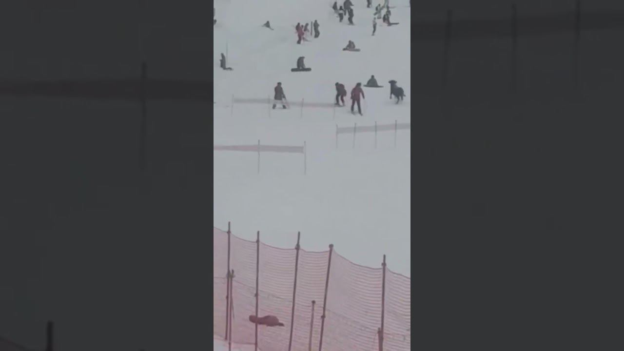 Бык нападает на людей на трассе #shorts #розахутор #быкнатрассе #новостисочи #крамнаяполяна смотреть онлайн