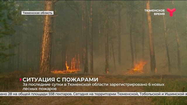 6 новых лесных пожаров за сутки в Тюменской области смотреть онлайн