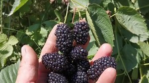 Ежевика Натчез, ранний сорт с крупной ягодой!