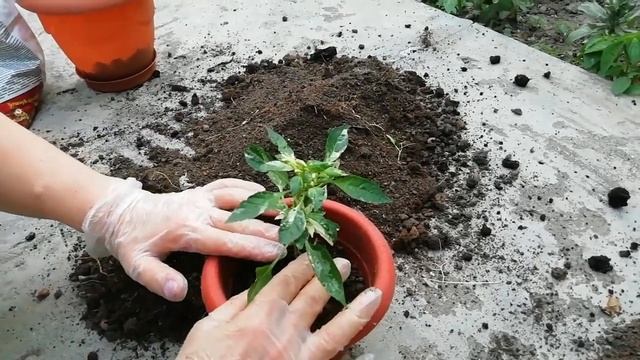 Маленький да удаленький! Рассаживаем комнатный перчик, выращенный из семян смотреть онлайн