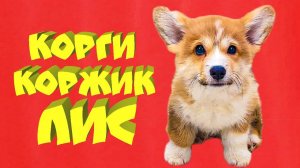 Я НЕ ВОЛК!! Я - ЛИС!! (Корги Коржик) Говорящая собака