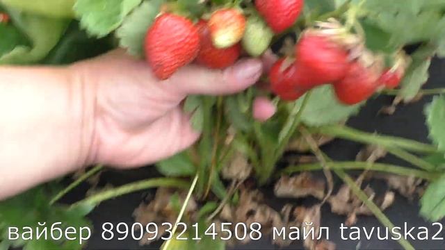 Скала поздний сорт клубники смотреть онлайн