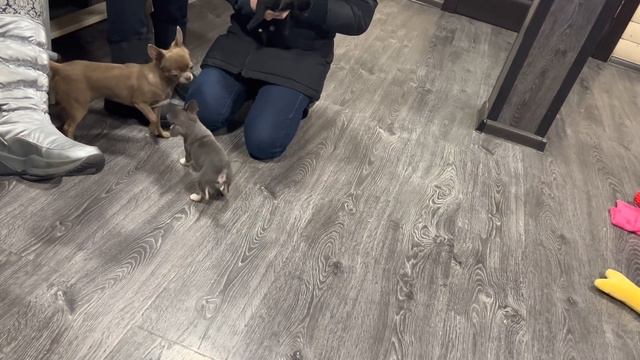 Сюрприз**** Выбор щенка ЧИХУАХУА.Мини ЧИХУА Чёрный, Голубо-подпалый, Чёрно-подпалый... смотреть онлайн