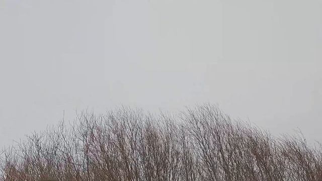 Охота с Добычем на лисицу. 11.01.2023 смотреть онлайн