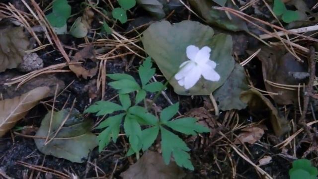 воскресная прогулка в осеннем лесу смотреть онлайн