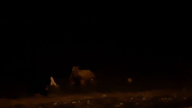 Питбуль-терьер верещит смотреть онлайн