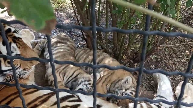 Тигрица с тигрятами.парк львов тайган смотреть онлайн