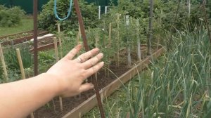 Опора для огурцов.