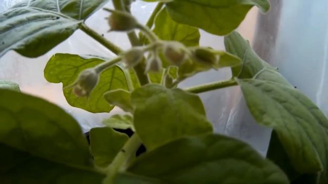 Баклажаны в горшке(часть-2).Баклажаны выращивание в горшке зимой в теплице. смотреть онлайн