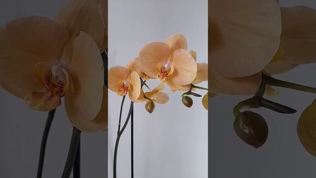 Орхидея Африканский закат/Золотая река/Карина??? African Sunset Orchid/Golden River/Karina??? смотреть онлайн