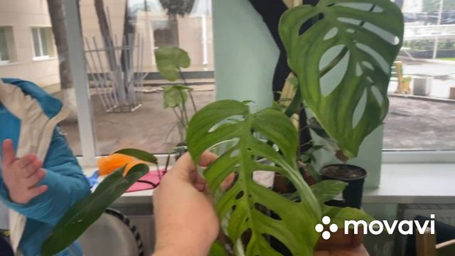 Первая выставка растений в станице Павловской. смотреть онлайн