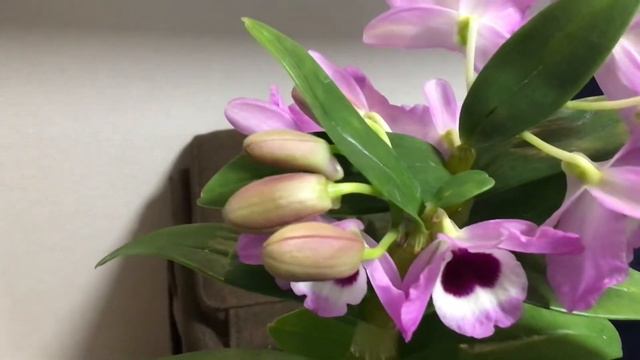 Dendrobium Noble Orchid смотреть онлайн