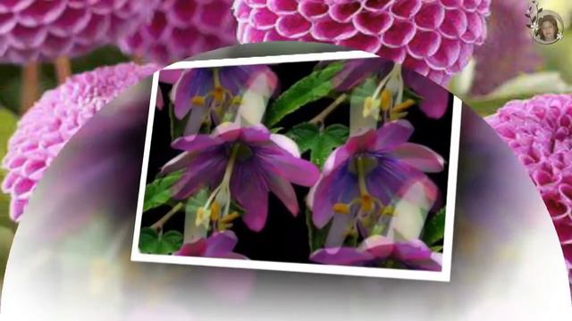 Очень красивая мелодия для души смотреть онлайн