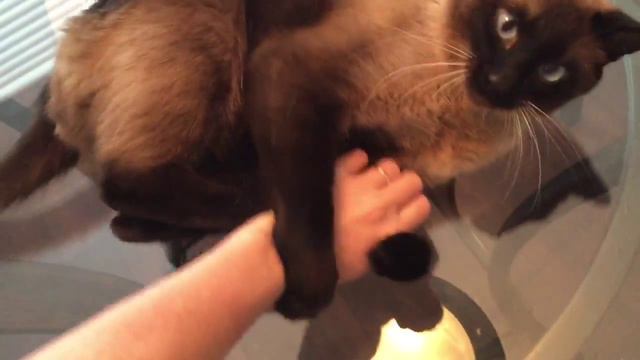 (B) Сиамки мур-мур =^..^= СИАМСКИЕ КОШКИ смотреть онлайн