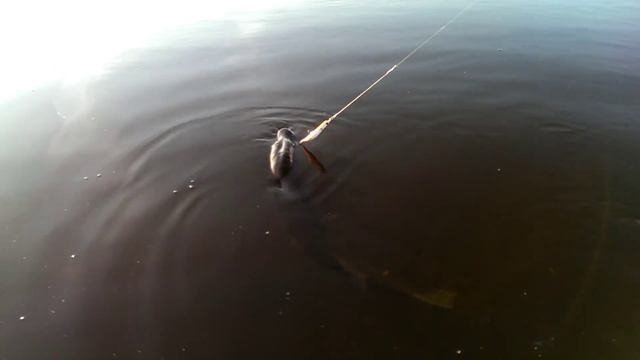 Барановичи разливы щука 3505 смотреть онлайн