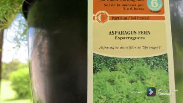 #ASPARAGUS FERN/HANGING PLANT AND MY INDOOR PLANT смотреть онлайн