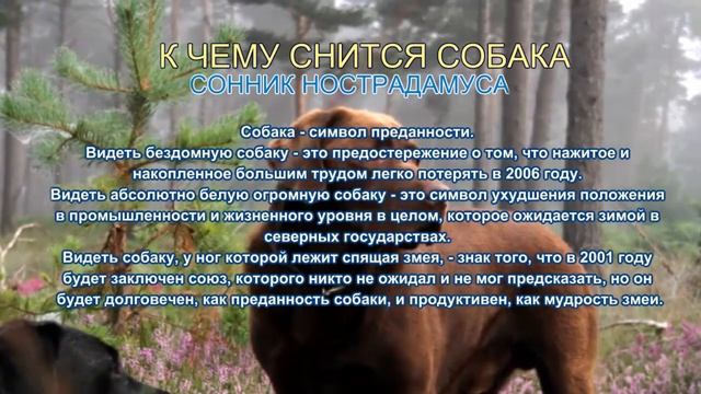 К чему снится собака. Сонник Нострадамуса. Толкование снов. смотреть онлайн