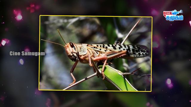 Locust Attacks In Jaipur || Spy Pigeon From Pakistan Into Kashmir смотреть онлайн