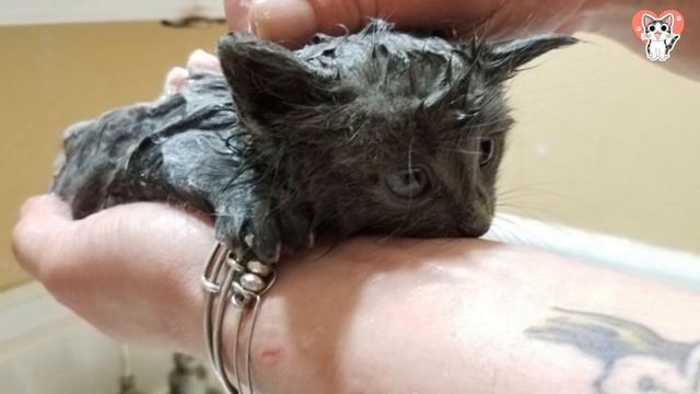 Rescued By Fishermen: Abandoned Kitten's Heartwarming Surprise! смотреть онлайн